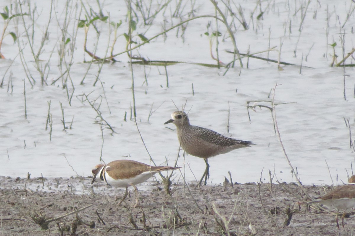 American Golden-Plover - amy silver