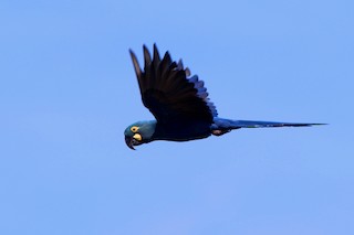  - Indigo Macaw
