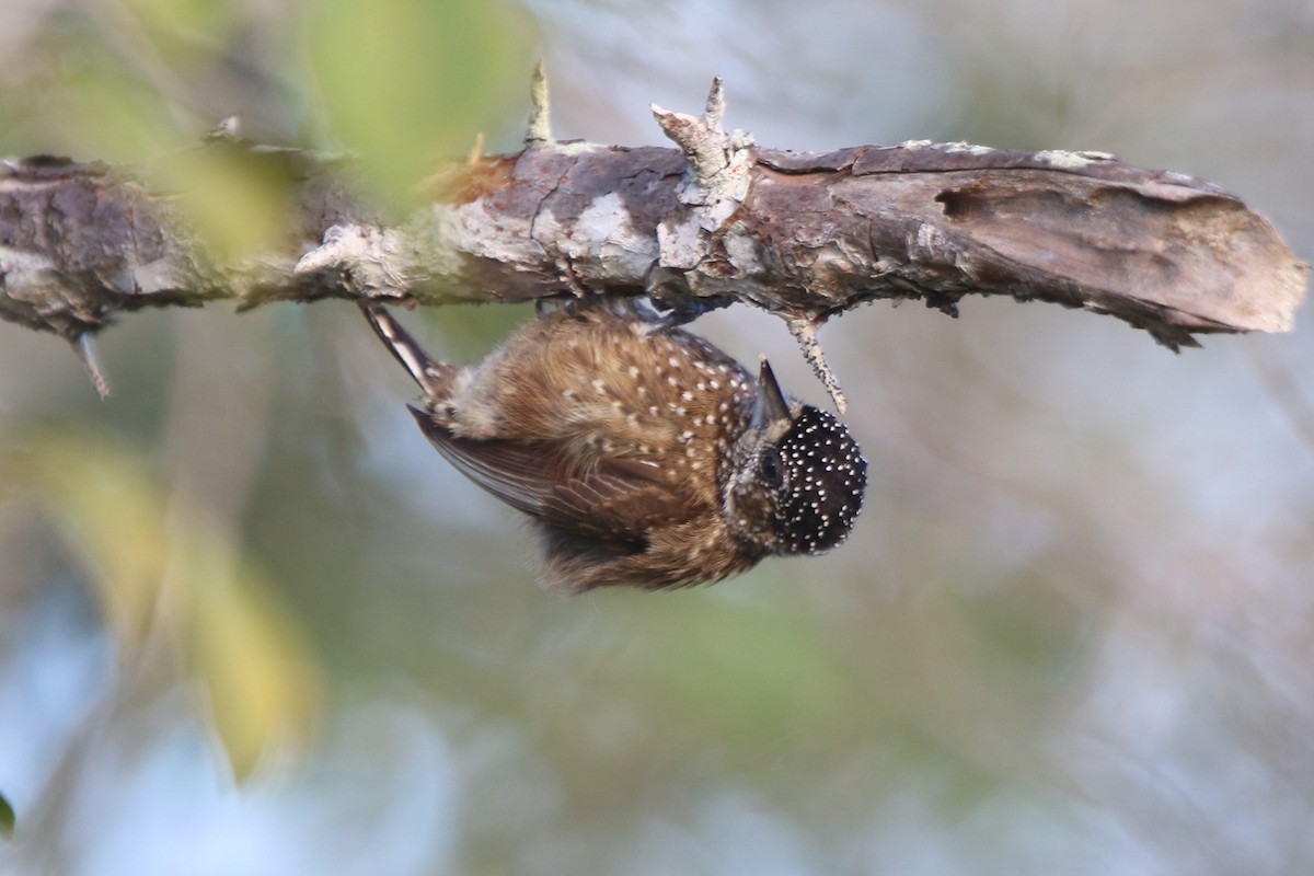 Spotted Piculet - Ian Thompson
