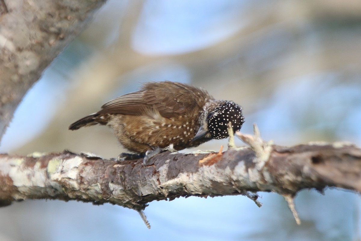 Spotted Piculet - ML69305151
