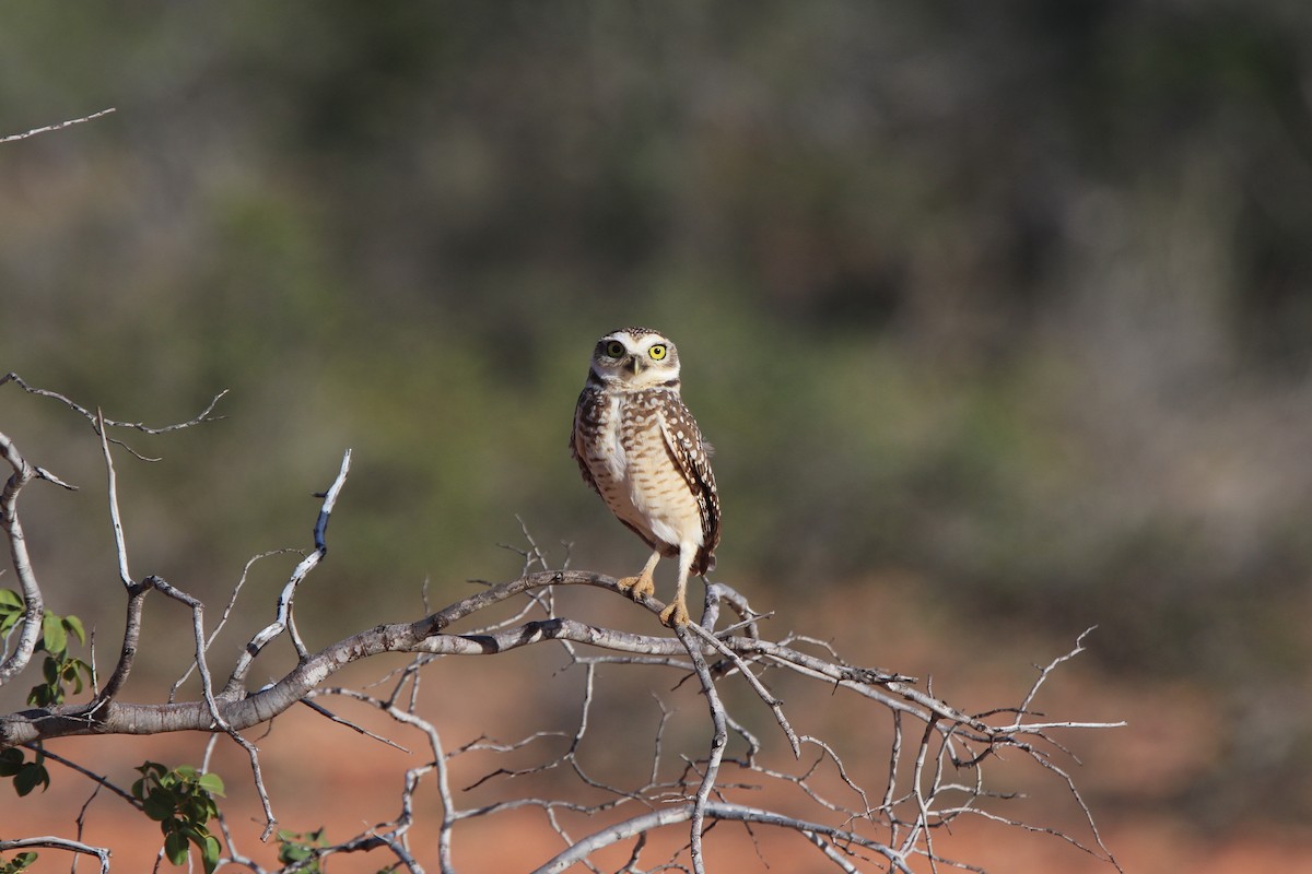 Burrowing Owl - ML69305171