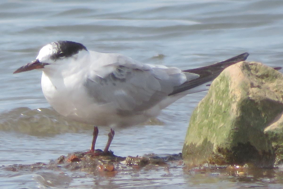 Common Tern - amy silver