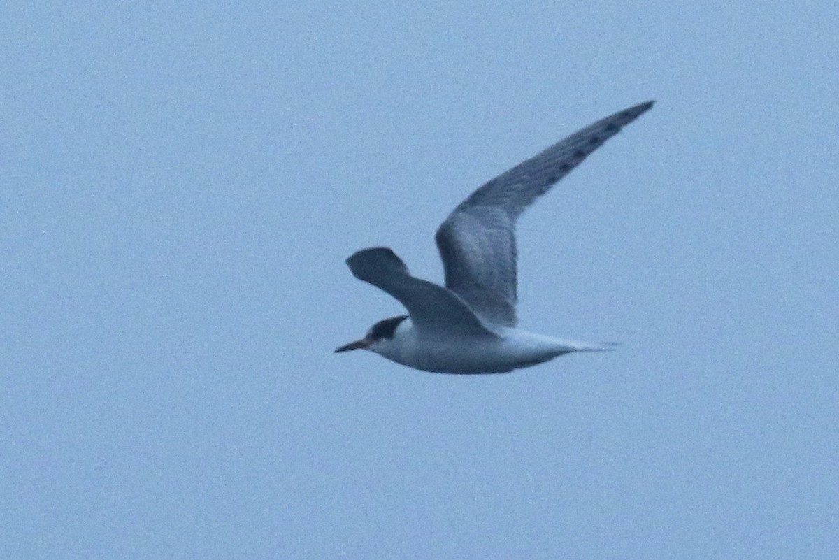 Common Tern - mario balitbit