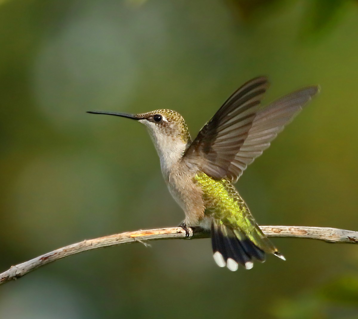Ruby-throated Hummingbird - Kaleb Kroeker