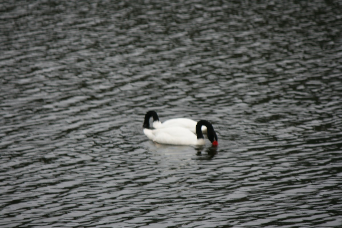 Black-necked Swan - ML69308481