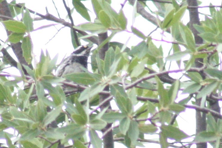 Black-throated Gray Warbler - ML69308511