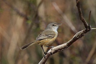 Rufous-sided Scrub-Tyrant - Euscarthmus rufomarginatus - Birds of the World