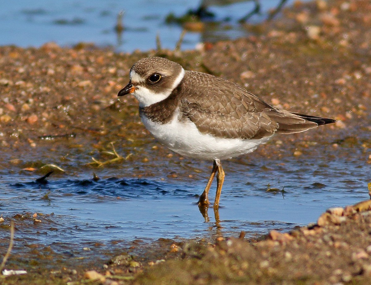 Semipalmated Plover - ML69312971