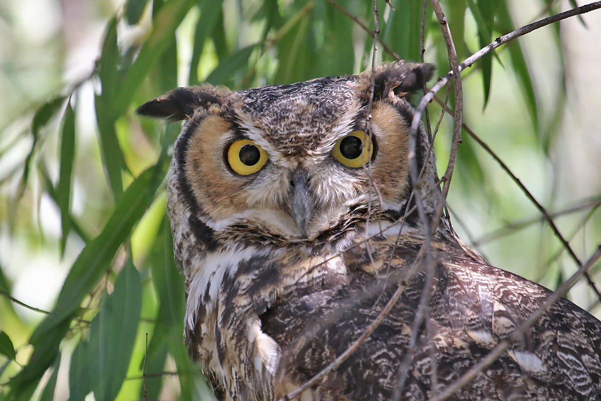 Great Horned Owl - ML69313001
