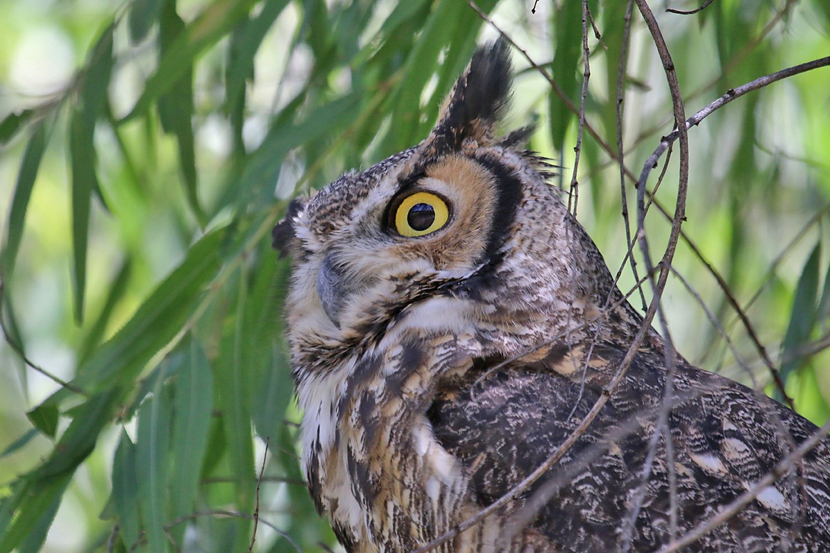 Great Horned Owl - ML69313031