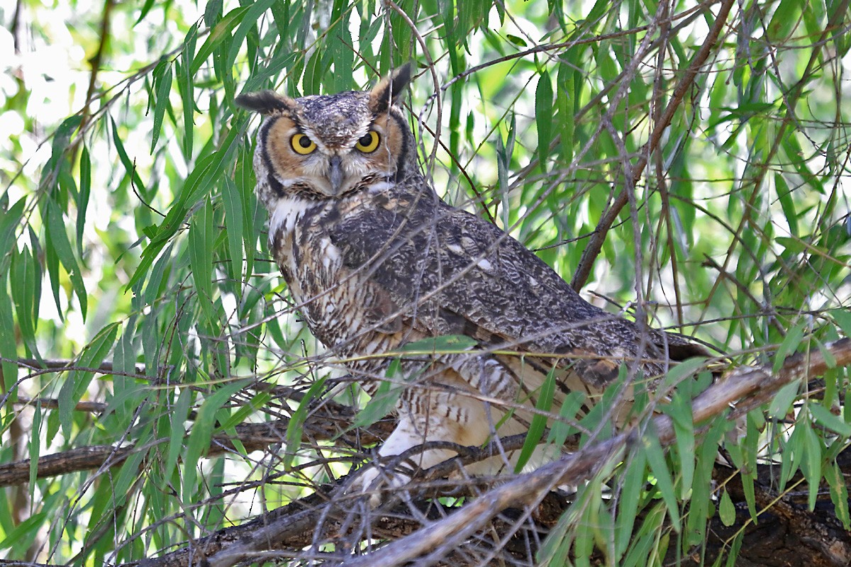 Great Horned Owl - ML69313041