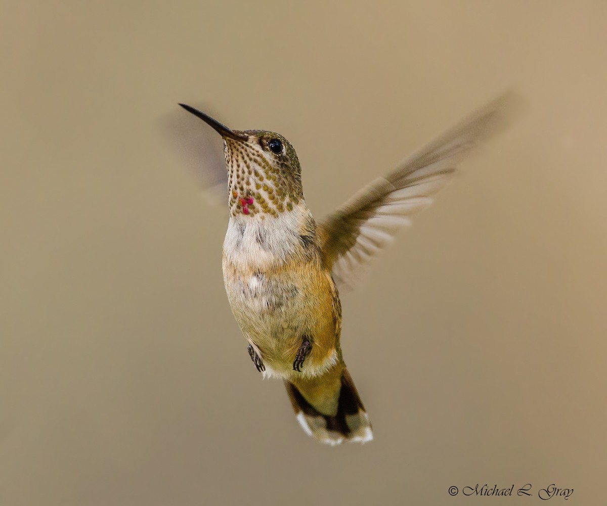 Calliope Hummingbird - Cecilia Riley