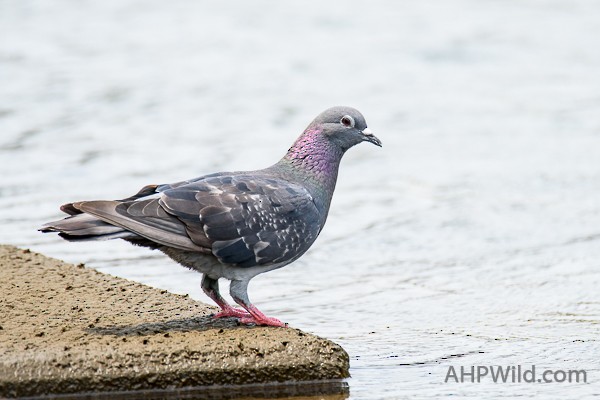Rock Pigeon (Feral Pigeon) - Adam Higgins