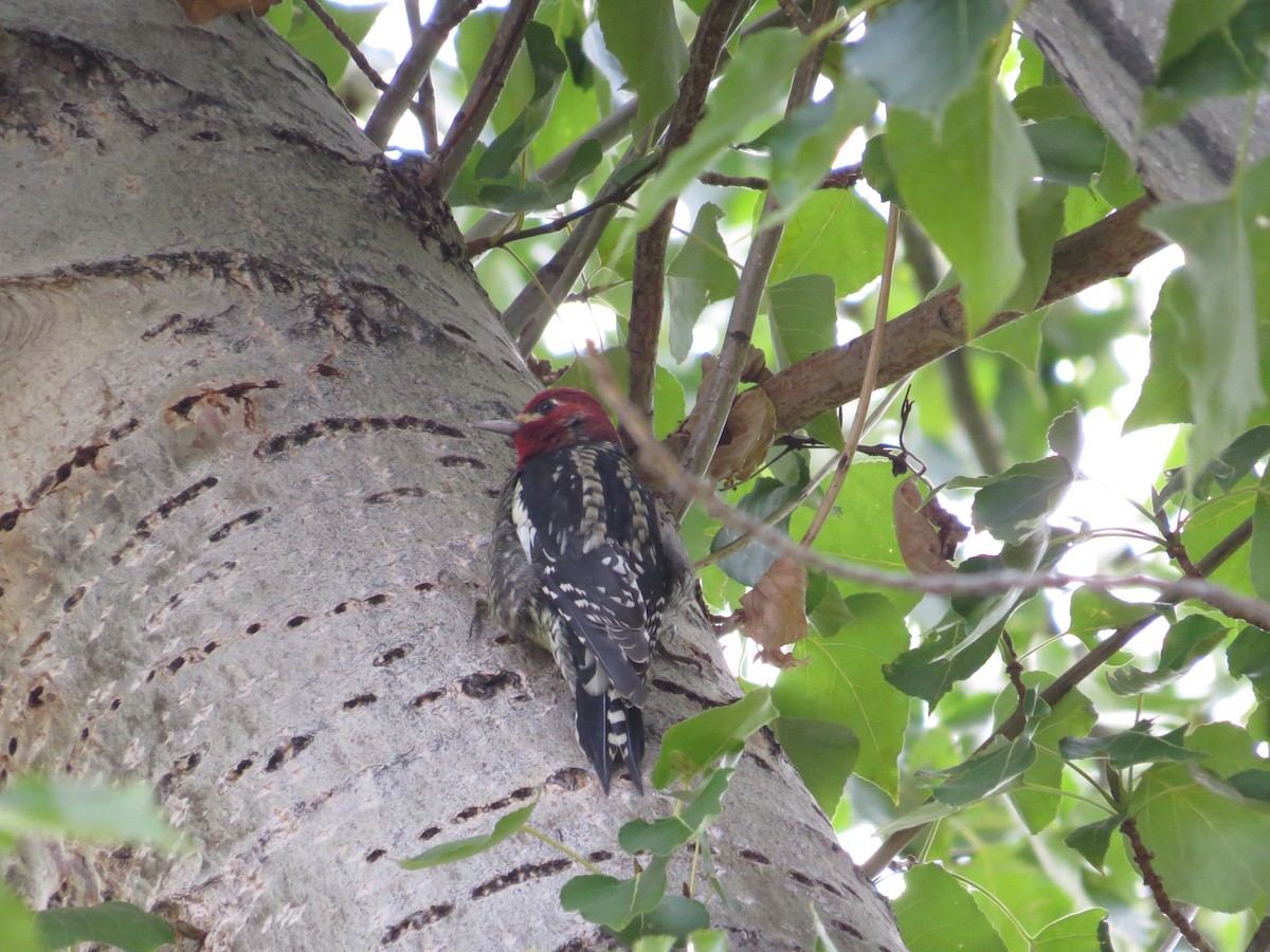 Red-breasted Sapsucker - Jacob Mathison