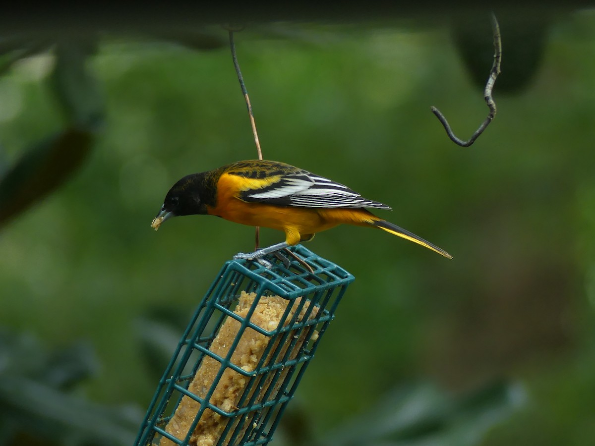 Baltimore Oriole - Wolfgang Adolph