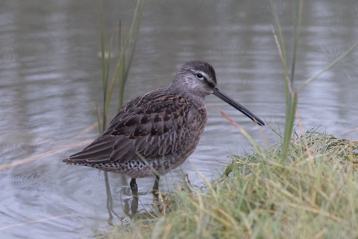 Long-billed Dowitcher - Aaron Lang