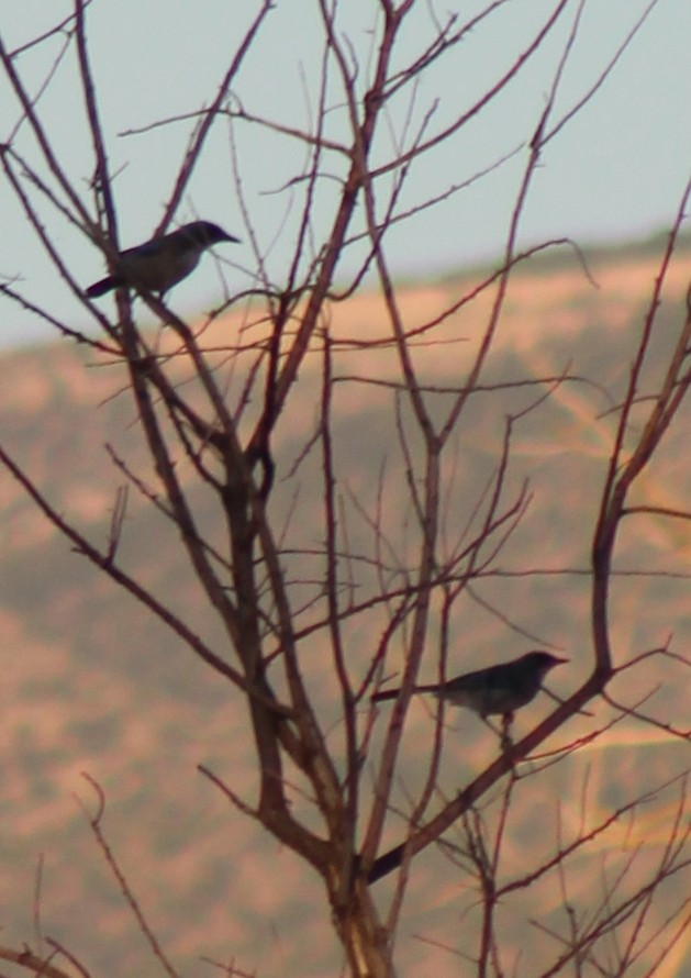 Northern Mockingbird - alison rodgers