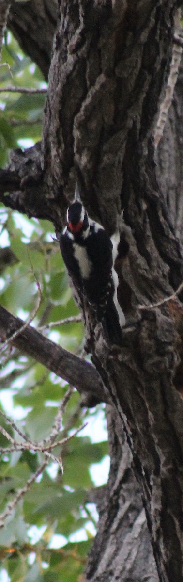 Hairy Woodpecker - alison rodgers