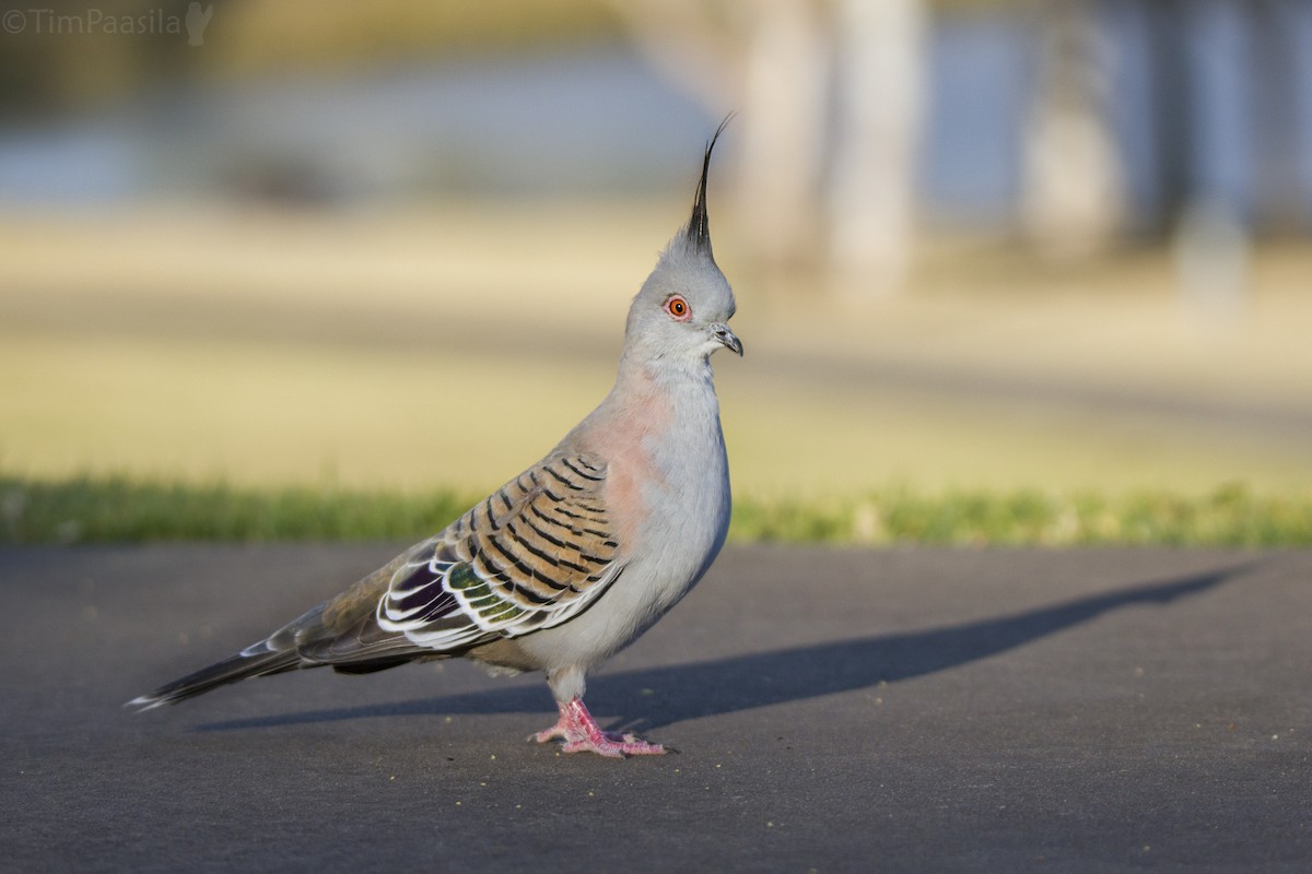 Crested Pigeon - Timothy Paasila