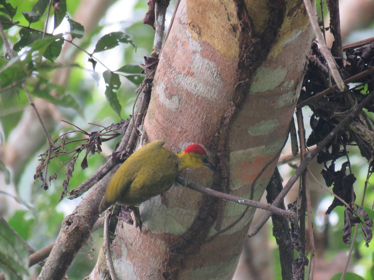 Yellow-throated Woodpecker - ML69325261