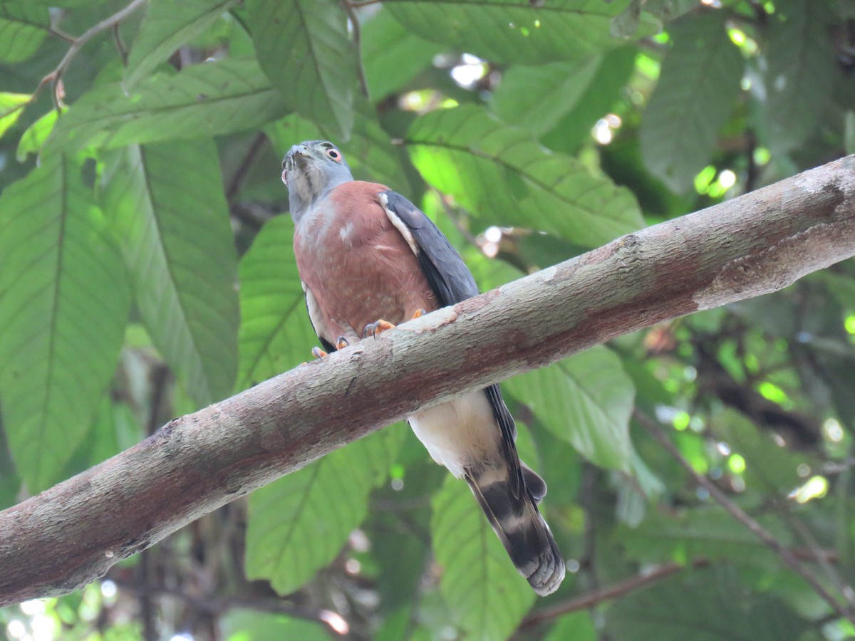 Double-toothed Kite - ML69325281