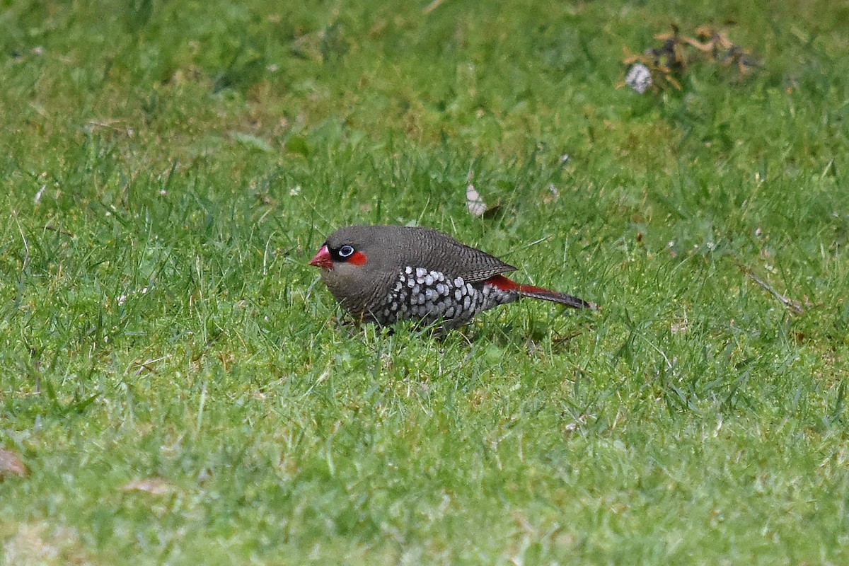 Red-eared Firetail - ML69327781