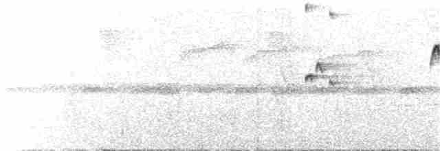 Пестрогрудый тираннчик - ML69329301