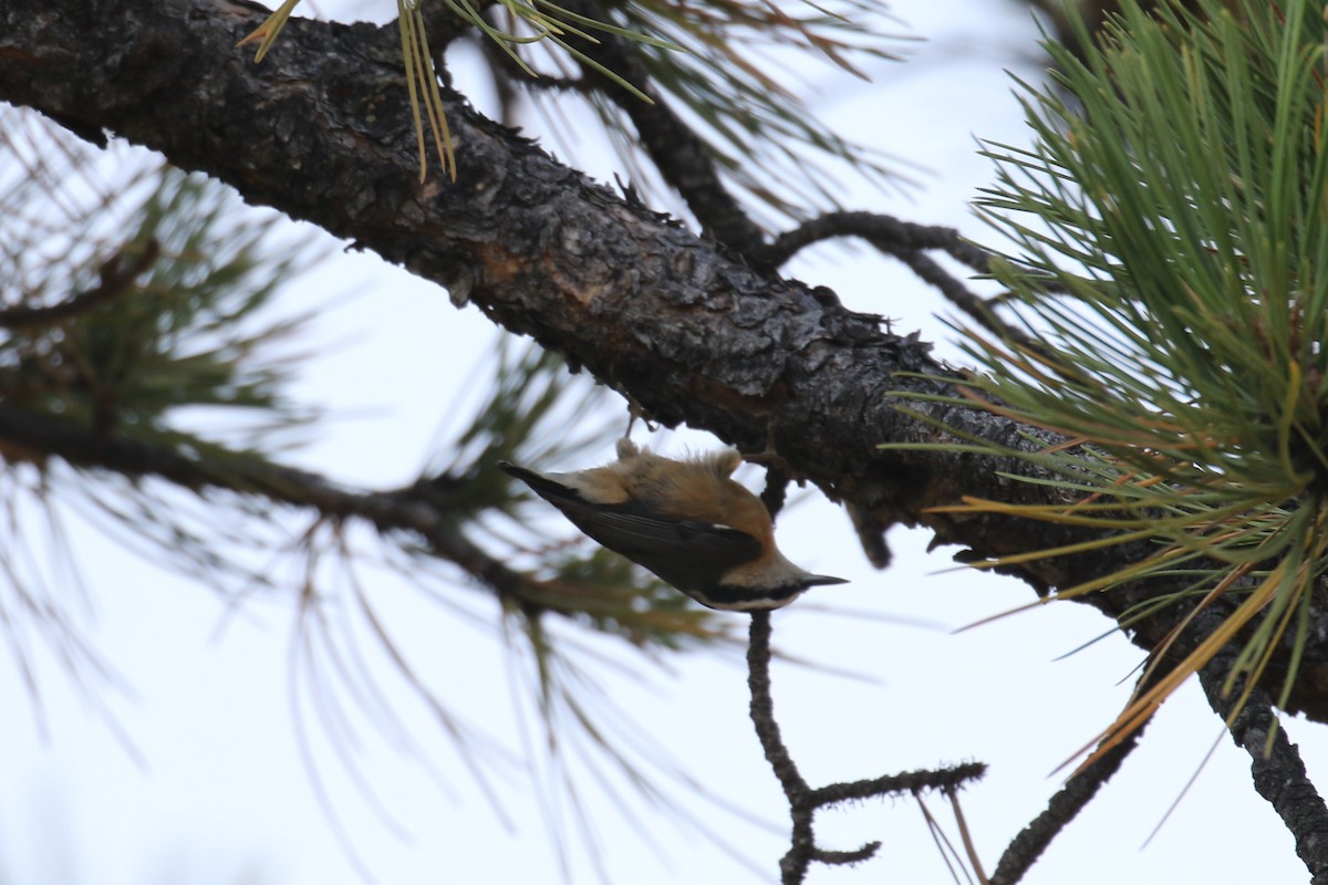 Red-breasted Nuthatch - ML69329401