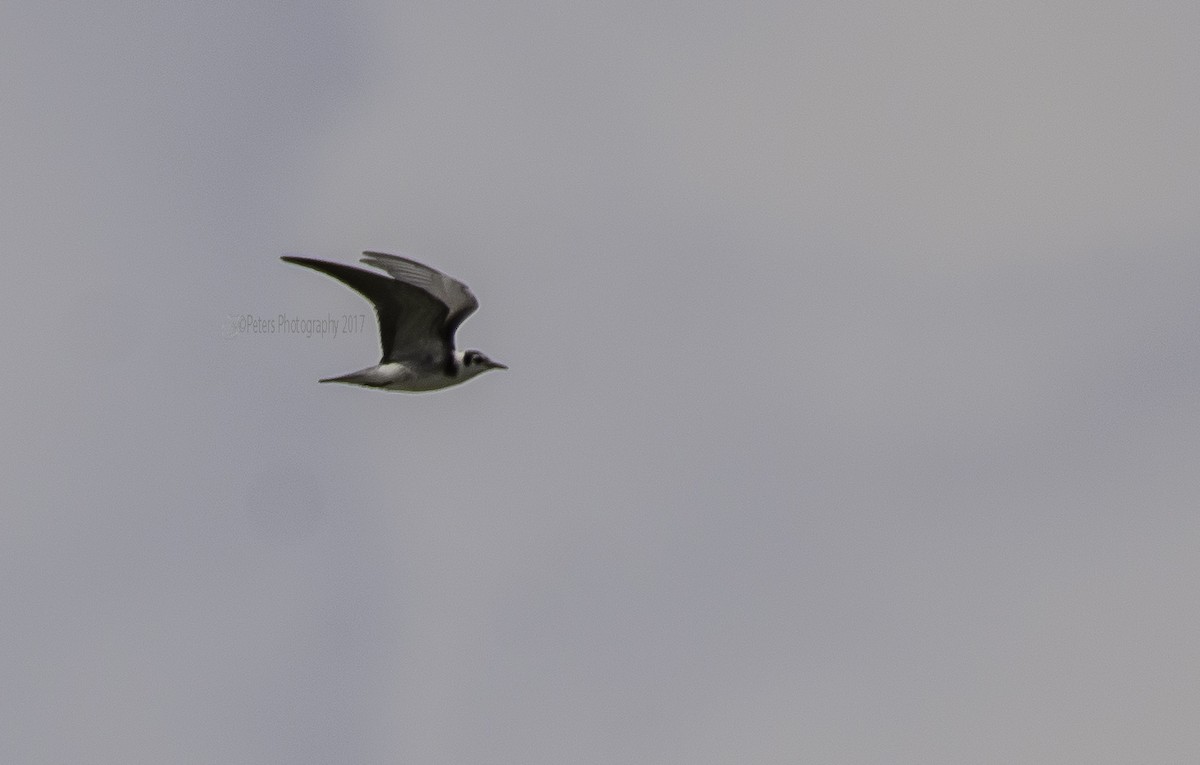 Black Tern - ML69329411