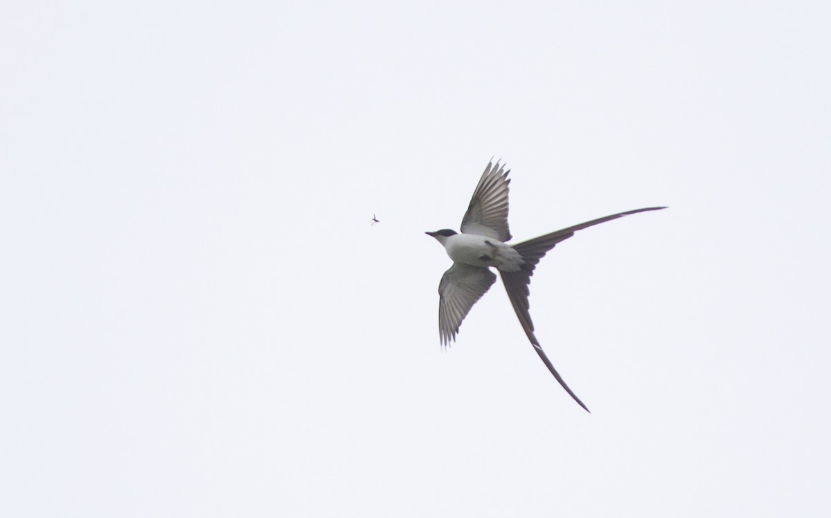 Fork-tailed Flycatcher (savana) - ML69330171