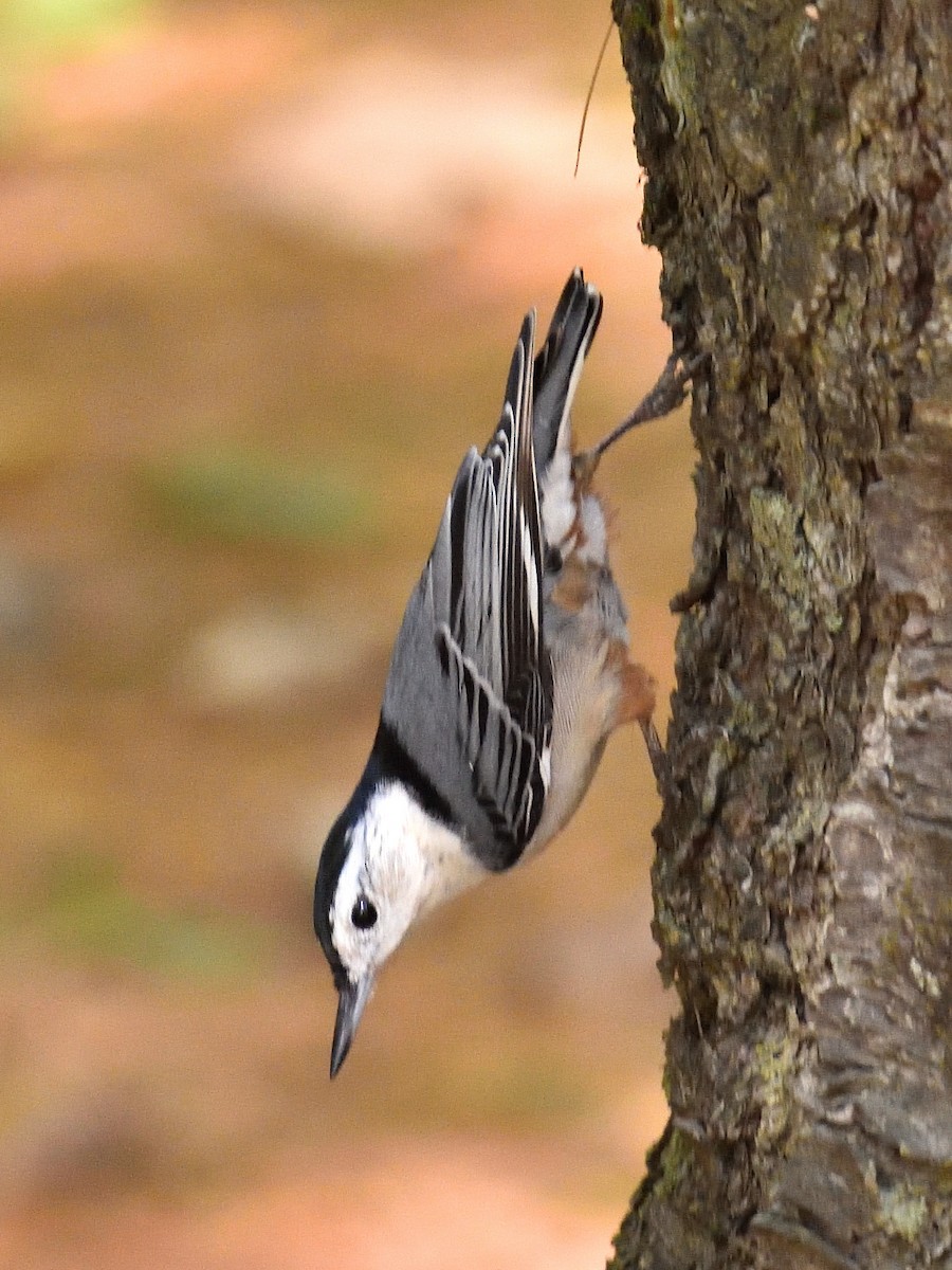 White-breasted Nuthatch - Yves Darveau