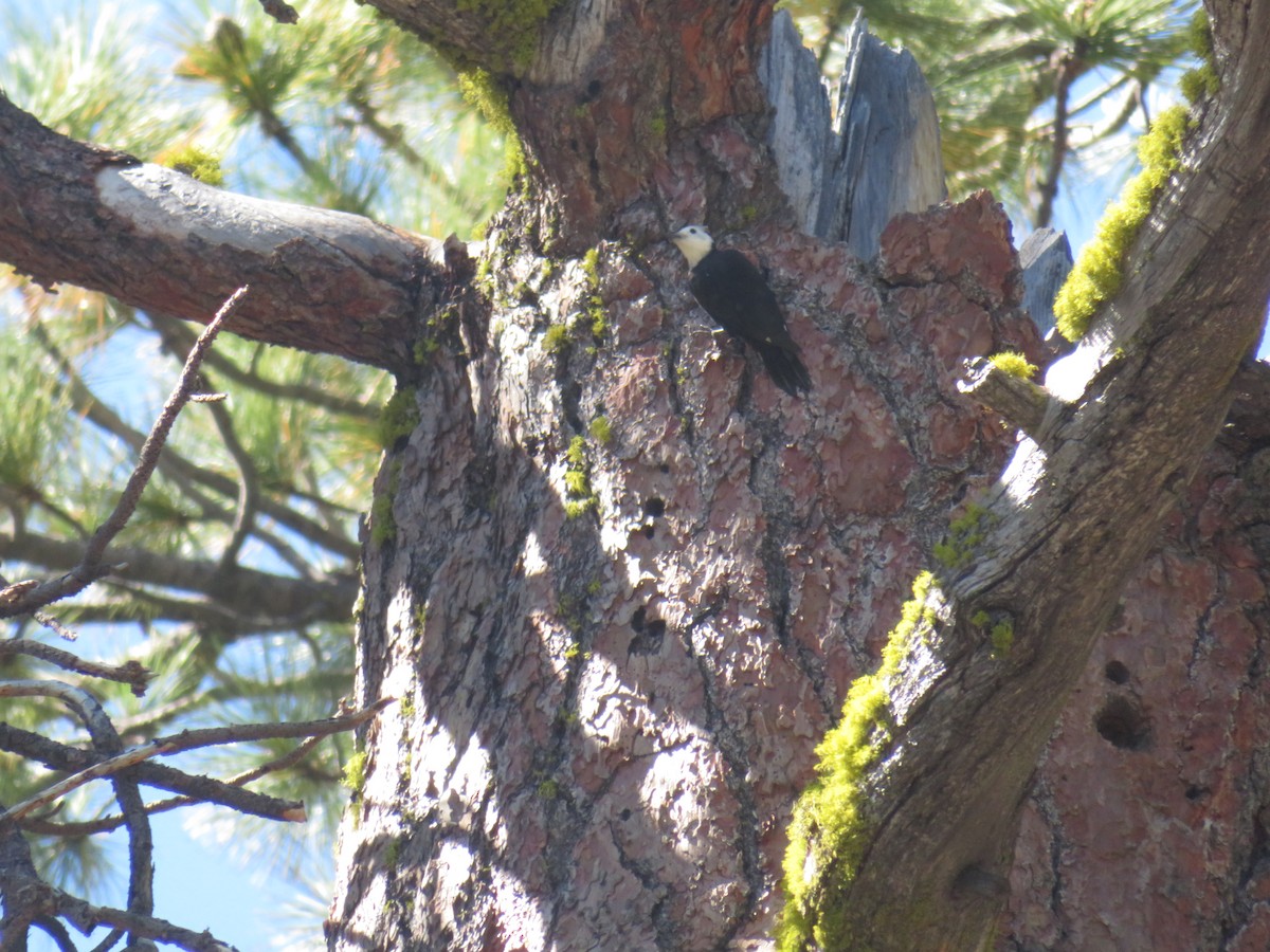 White-headed Woodpecker - ML69330241