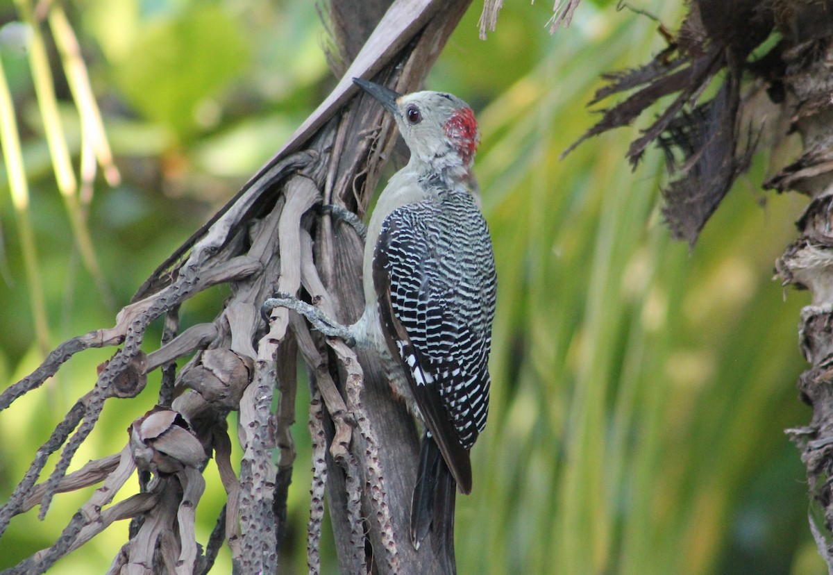 Golden-fronted Woodpecker (Velasquez's) - ML69333871
