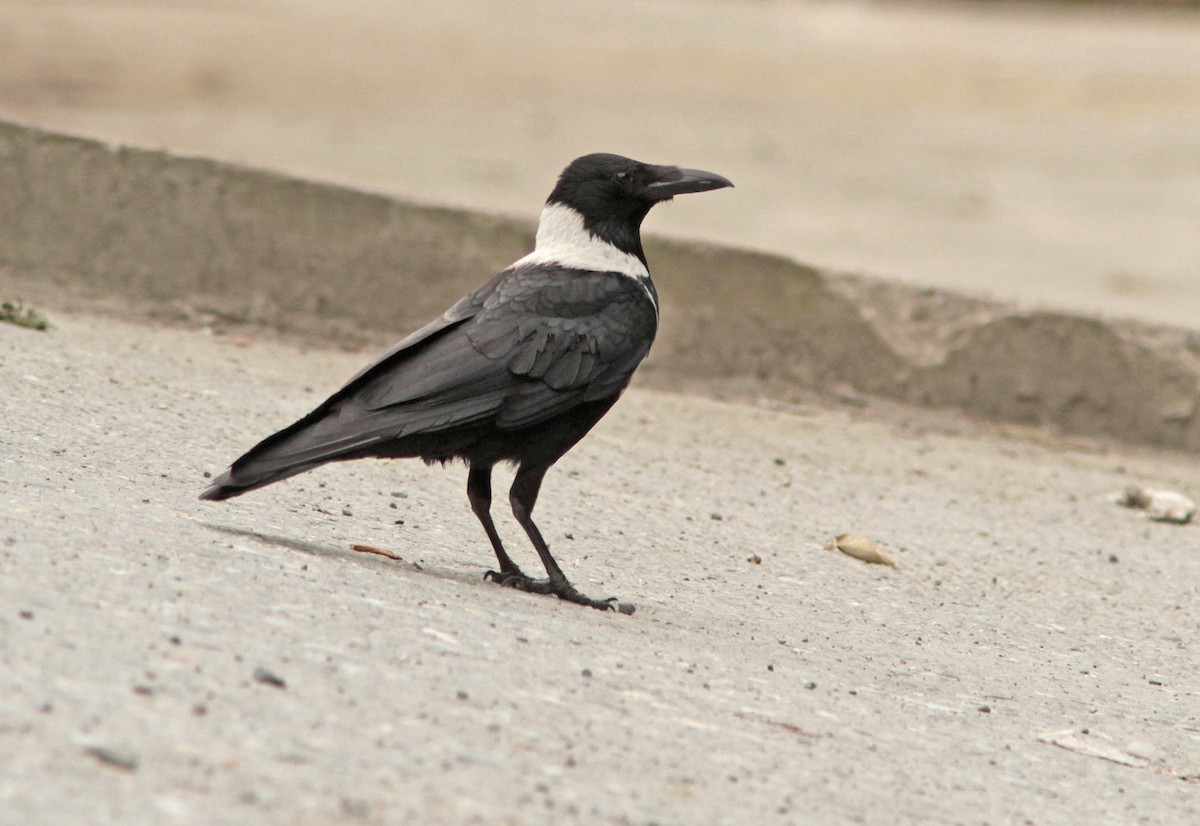 Collared Crow - ML69334411