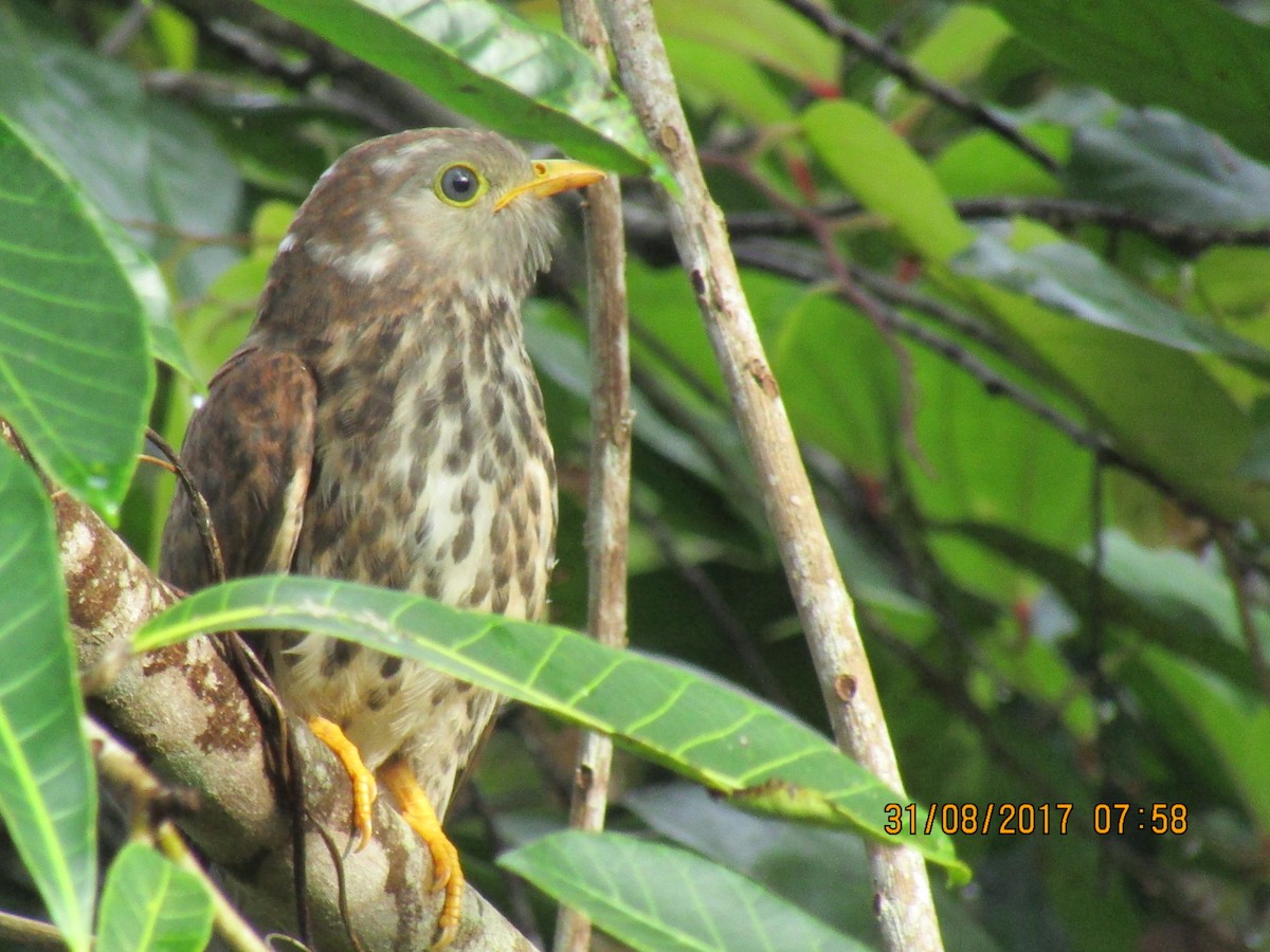 Common Hawk-Cuckoo - Raju Kidoor