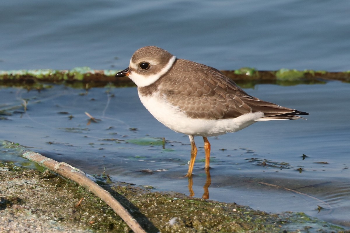 Semipalmated Plover - Tom  Boucher