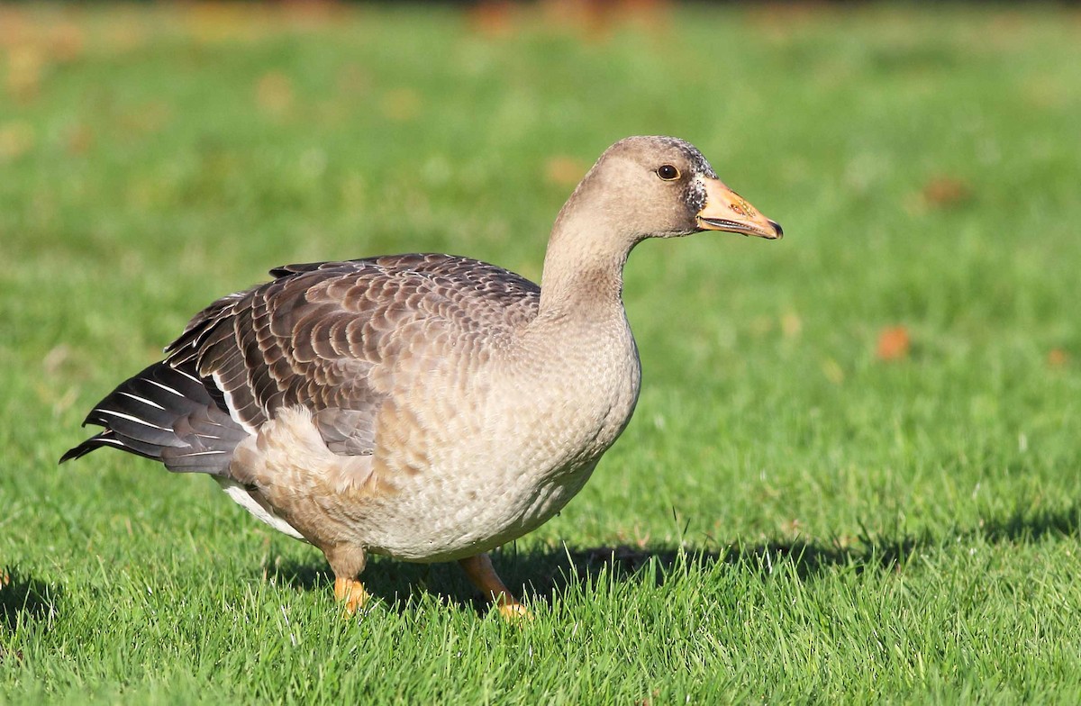 Greater White-fronted Goose - Liron Gertsman