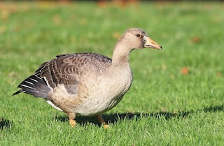 Greater White-fronted Goose, ML69338001