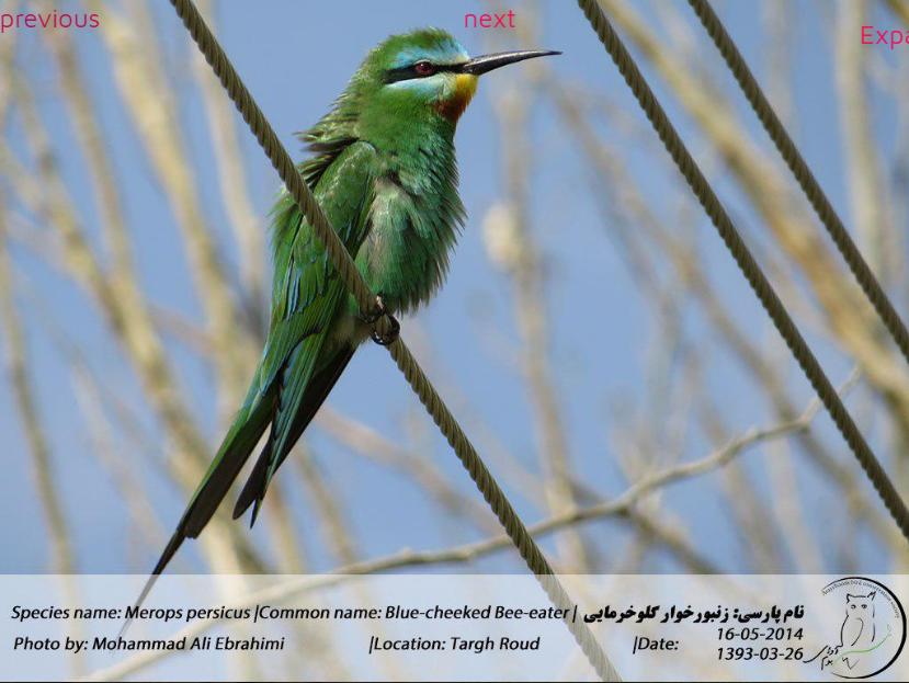 Blue-cheeked Bee-eater - Avaye Boom