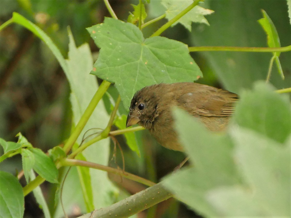 Dull-colored Grassquit - Mike Grant