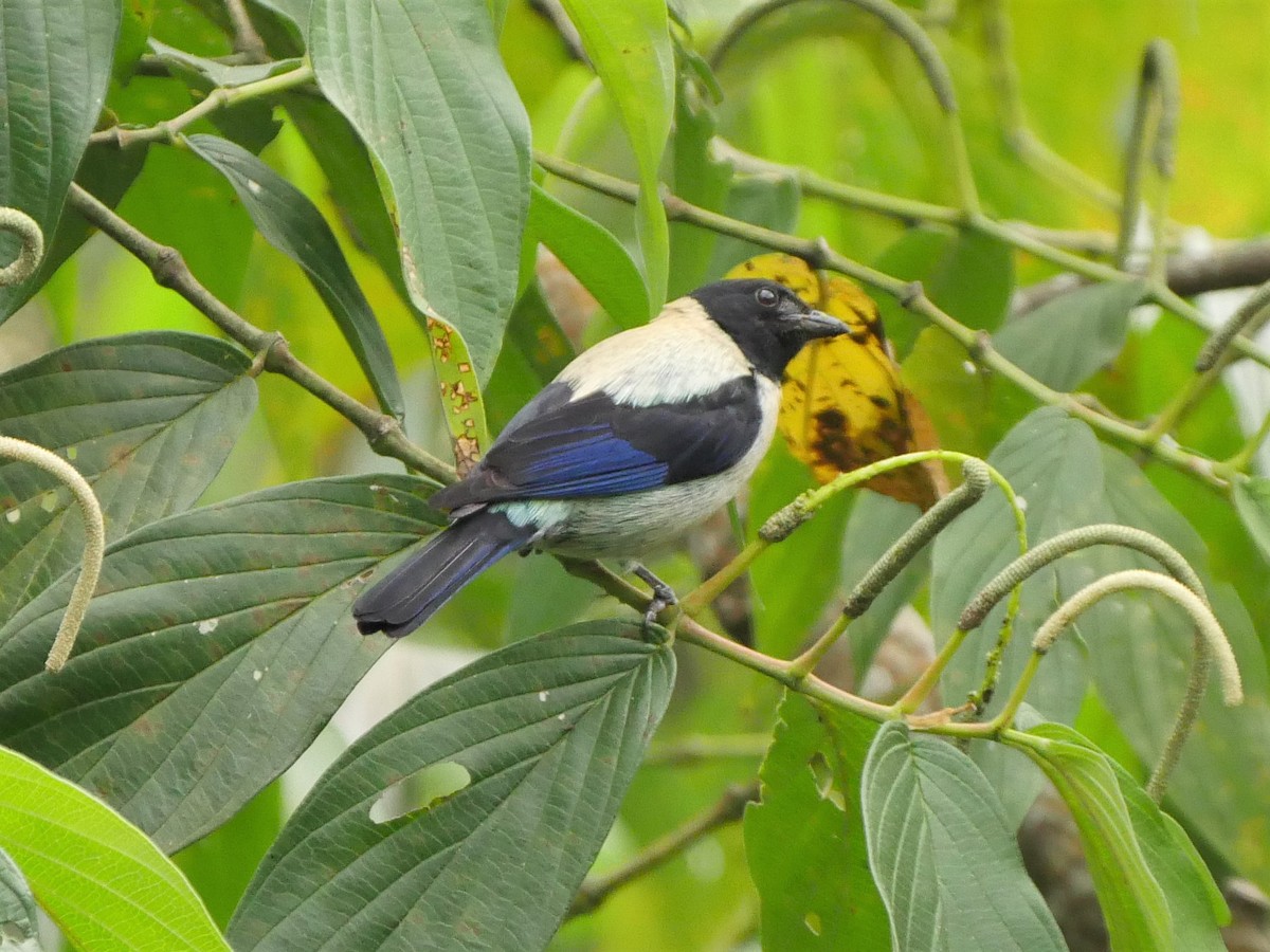 Black-headed Tanager - Mike Grant