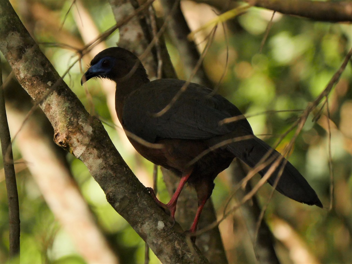 Sickle-winged Guan - Mike Grant