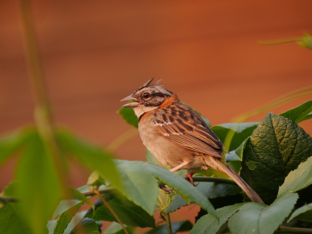 Rufous-collared Sparrow - Mike Grant