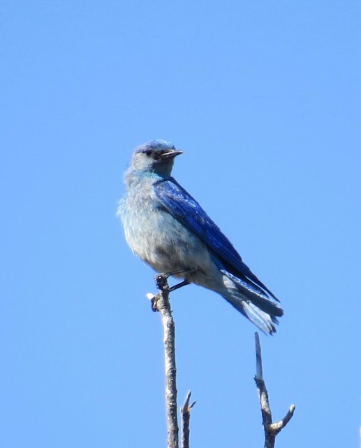 Mountain Bluebird - Don Glasco