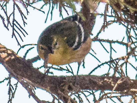 Bay-breasted Warbler - Mark Rauzon