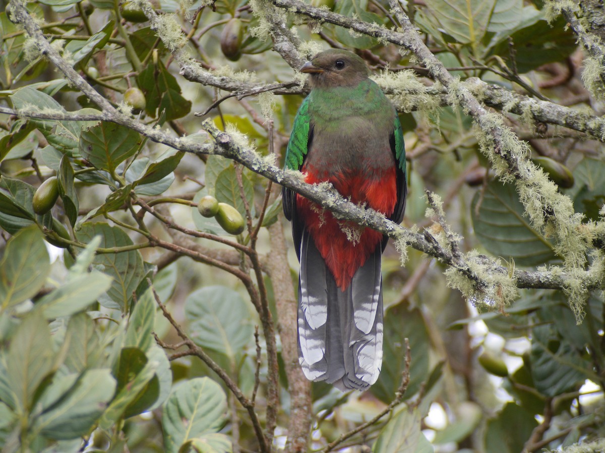 White-tipped Quetzal - Mike Grant