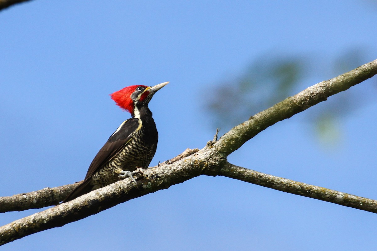 Lineated Woodpecker - Carlos Funes