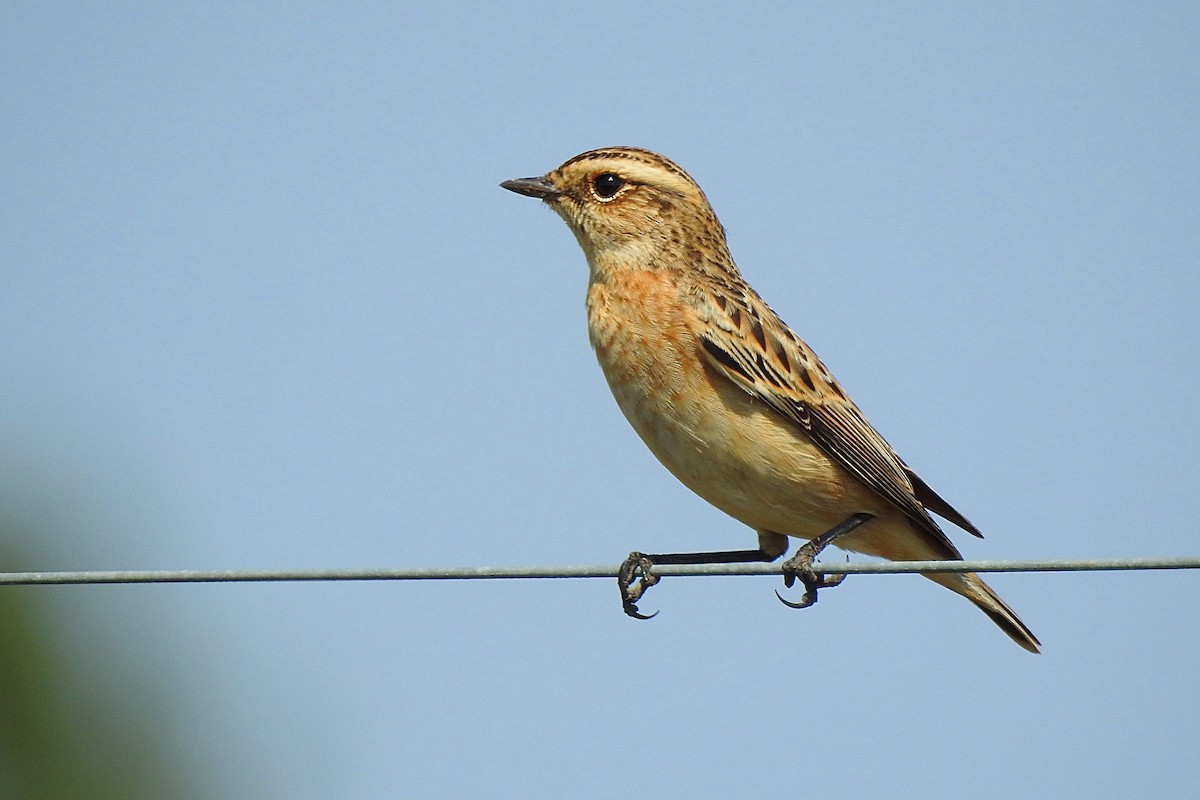Whinchat - ML69347681