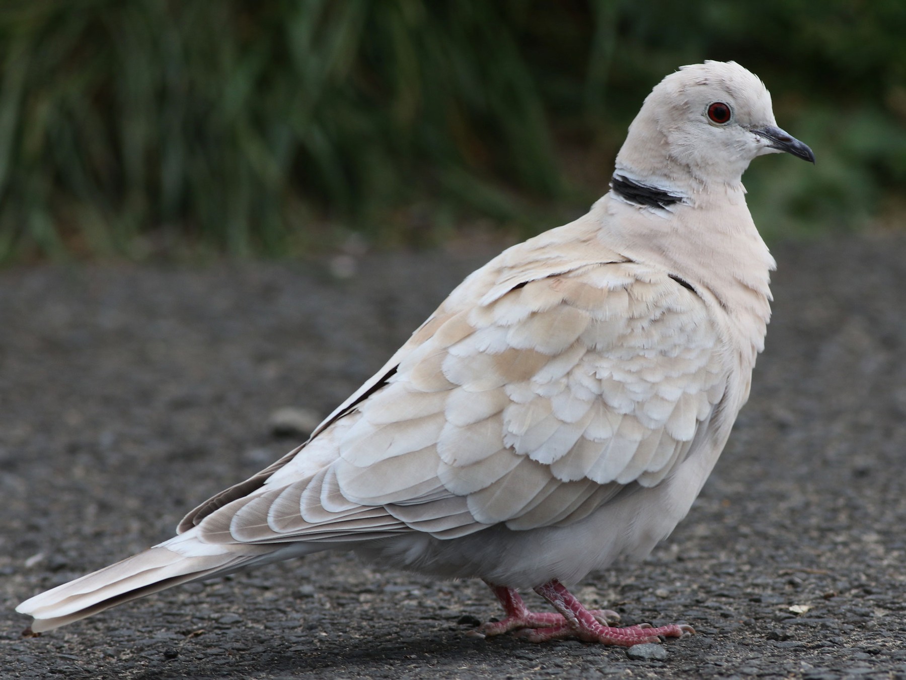 African Collared-Dove - EBird