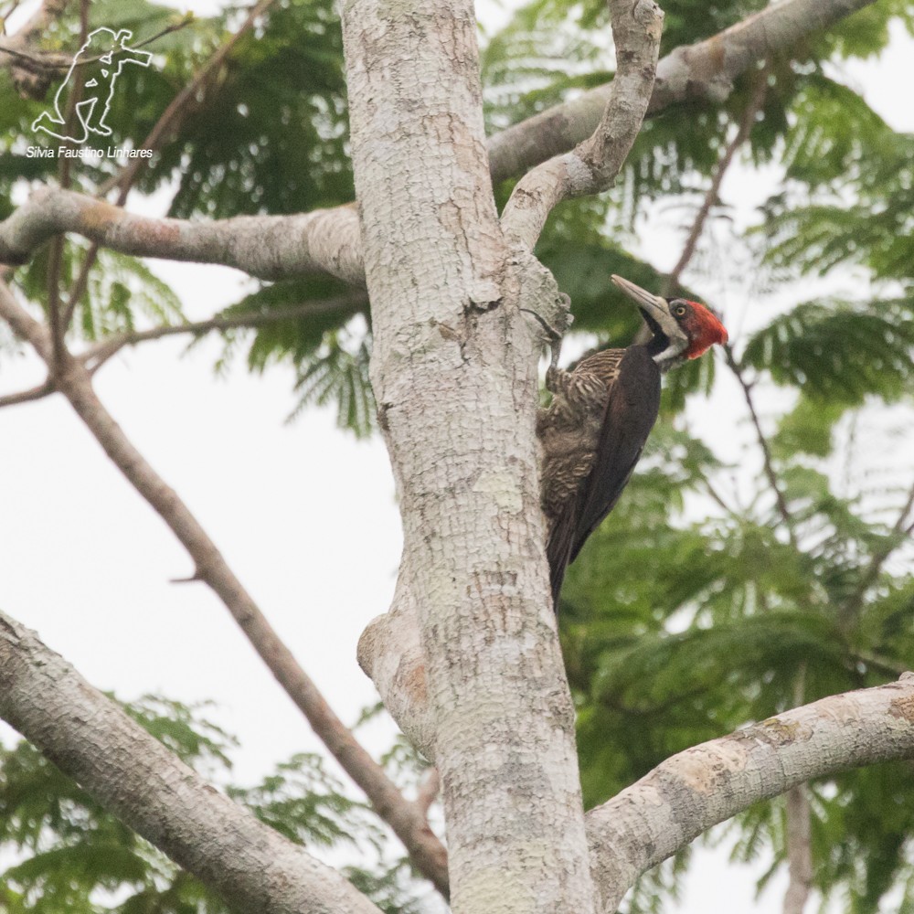 Crimson-crested Woodpecker - ML69349021